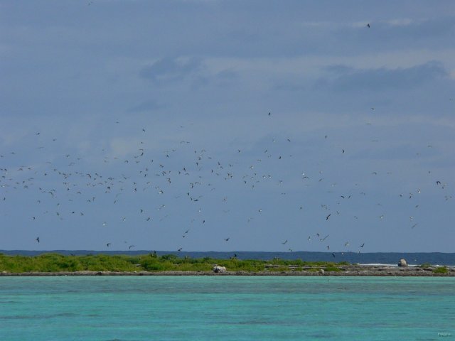 76- Les petits motus aux oiseaux 
